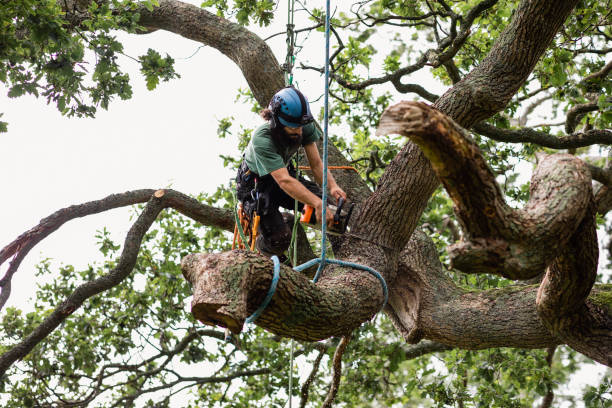 Reliable Severna Park, MD Tree Care Solutions